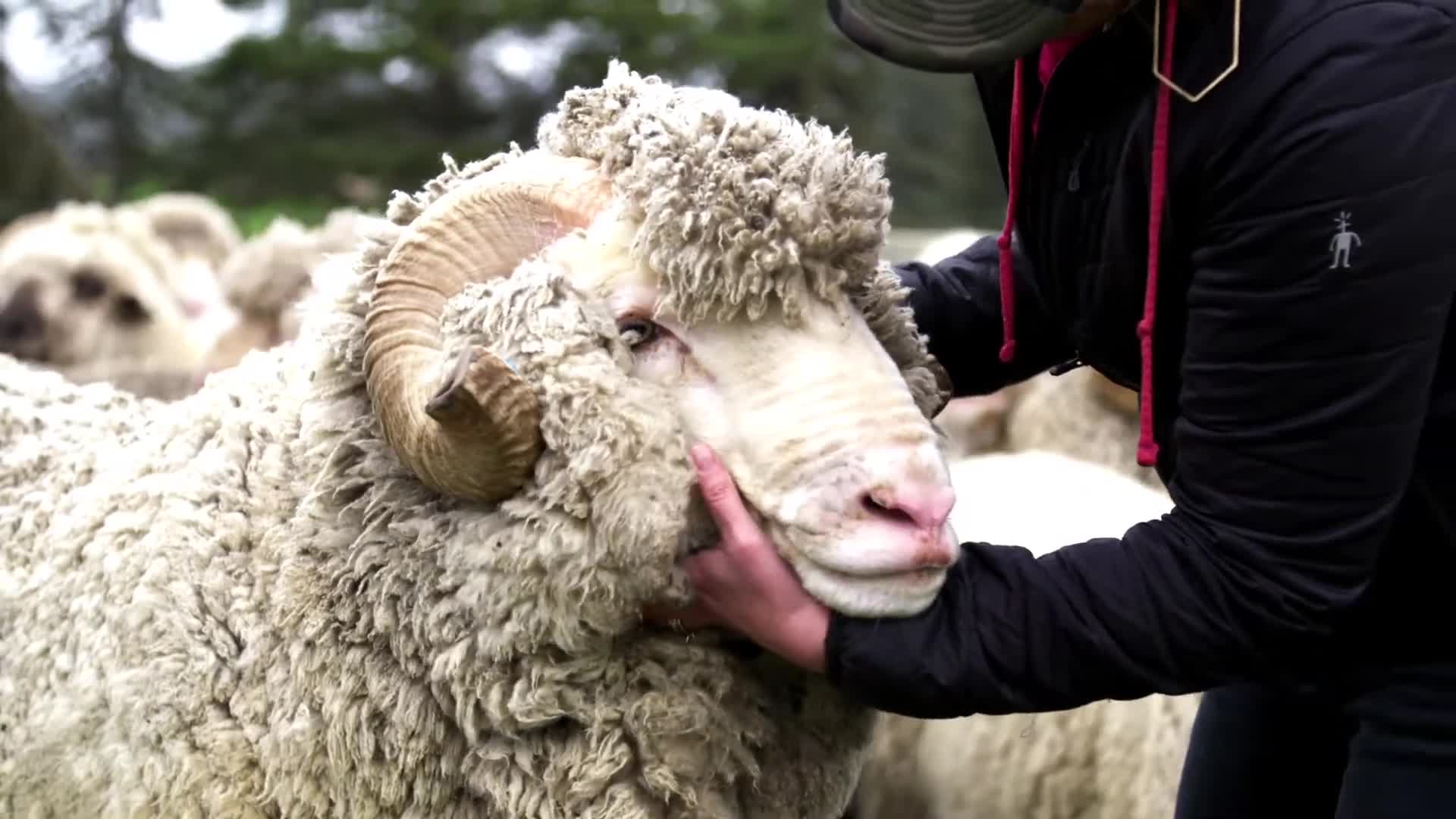 Image showcasing the high-quality merino wool.